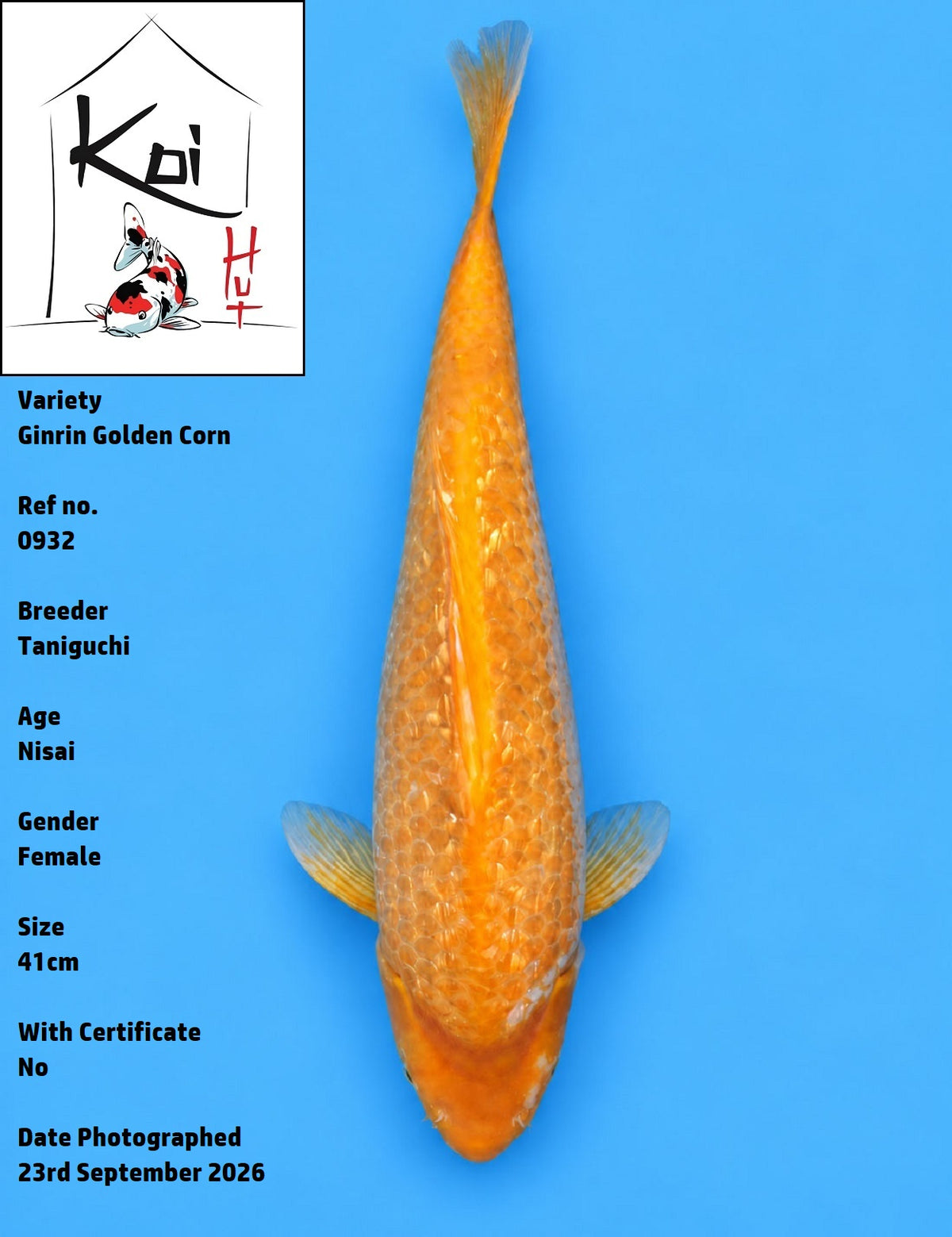 0932 - Ginrin Golden Corn [Taniguchi]