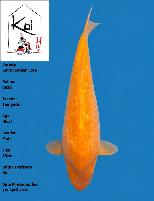 0932 - Ginrin Golden Corn [Taniguchi]