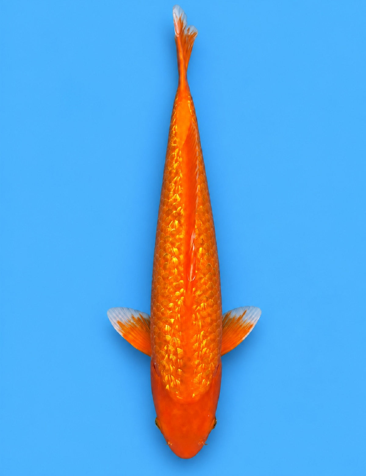 0933 - Ginrin Golden Corn [Taniguchi]
