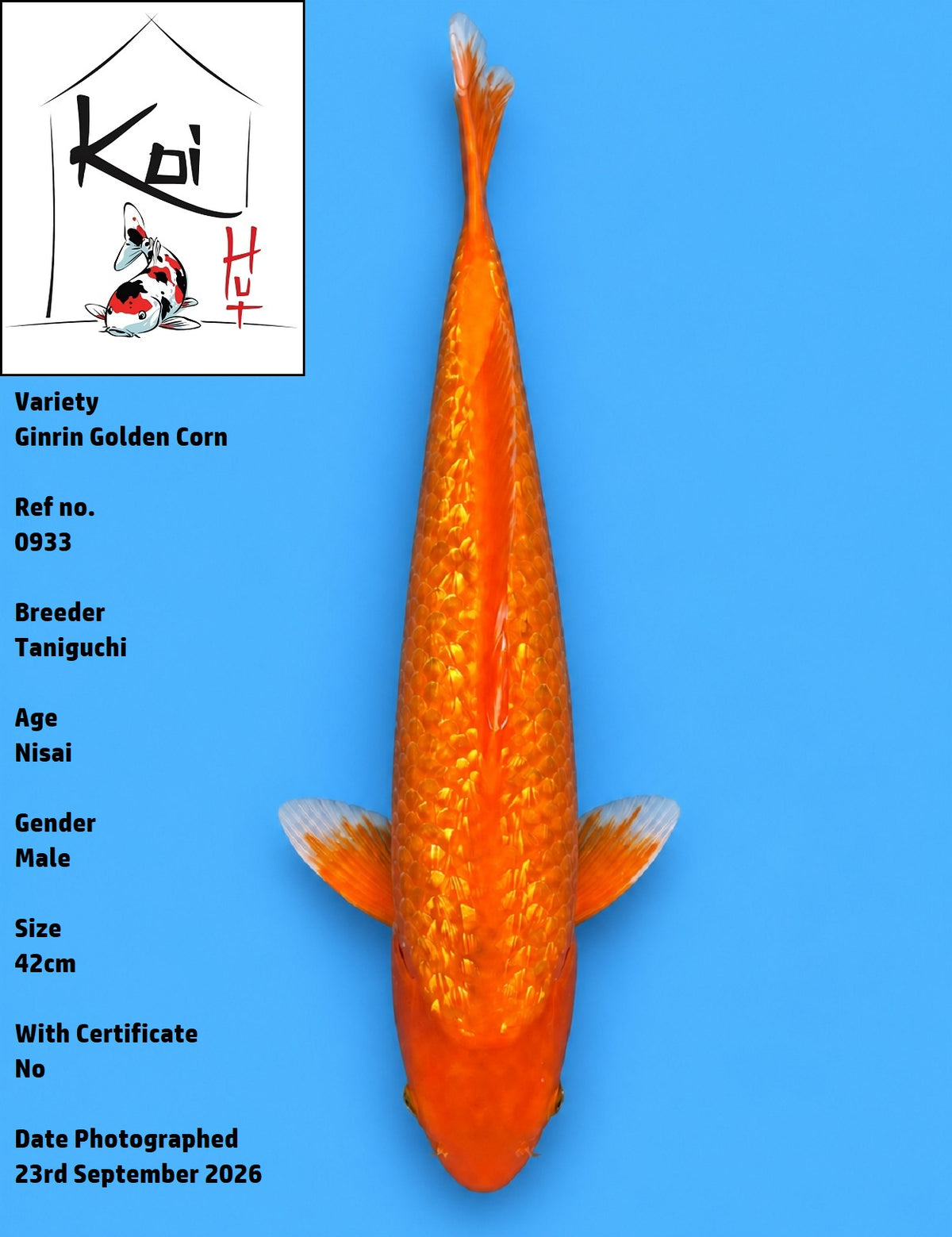 0933 - Ginrin Golden Corn [Taniguchi]