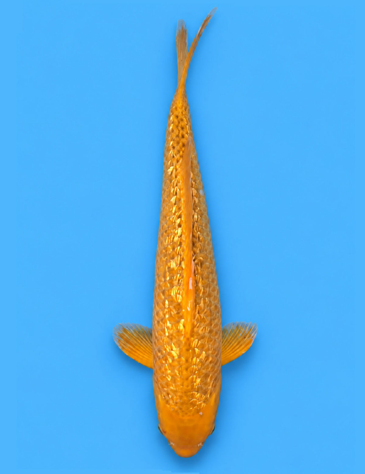 0934 - Ginrin Golden Corn [Taniguchi]