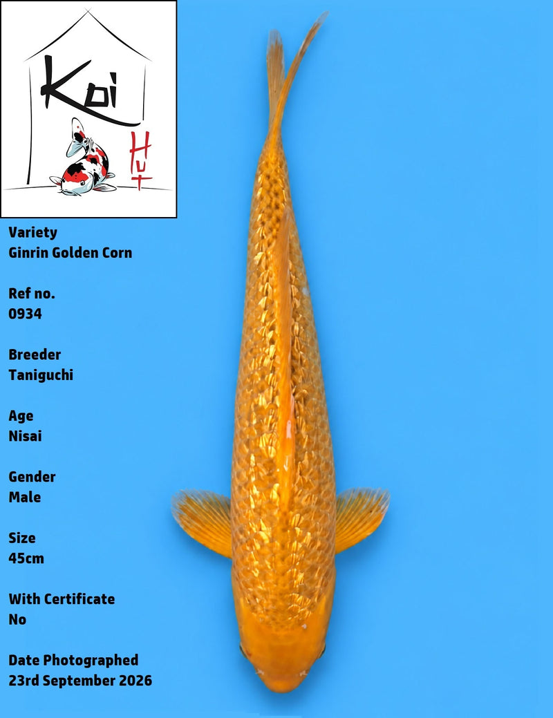 0934 - Ginrin Golden Corn [Taniguchi]