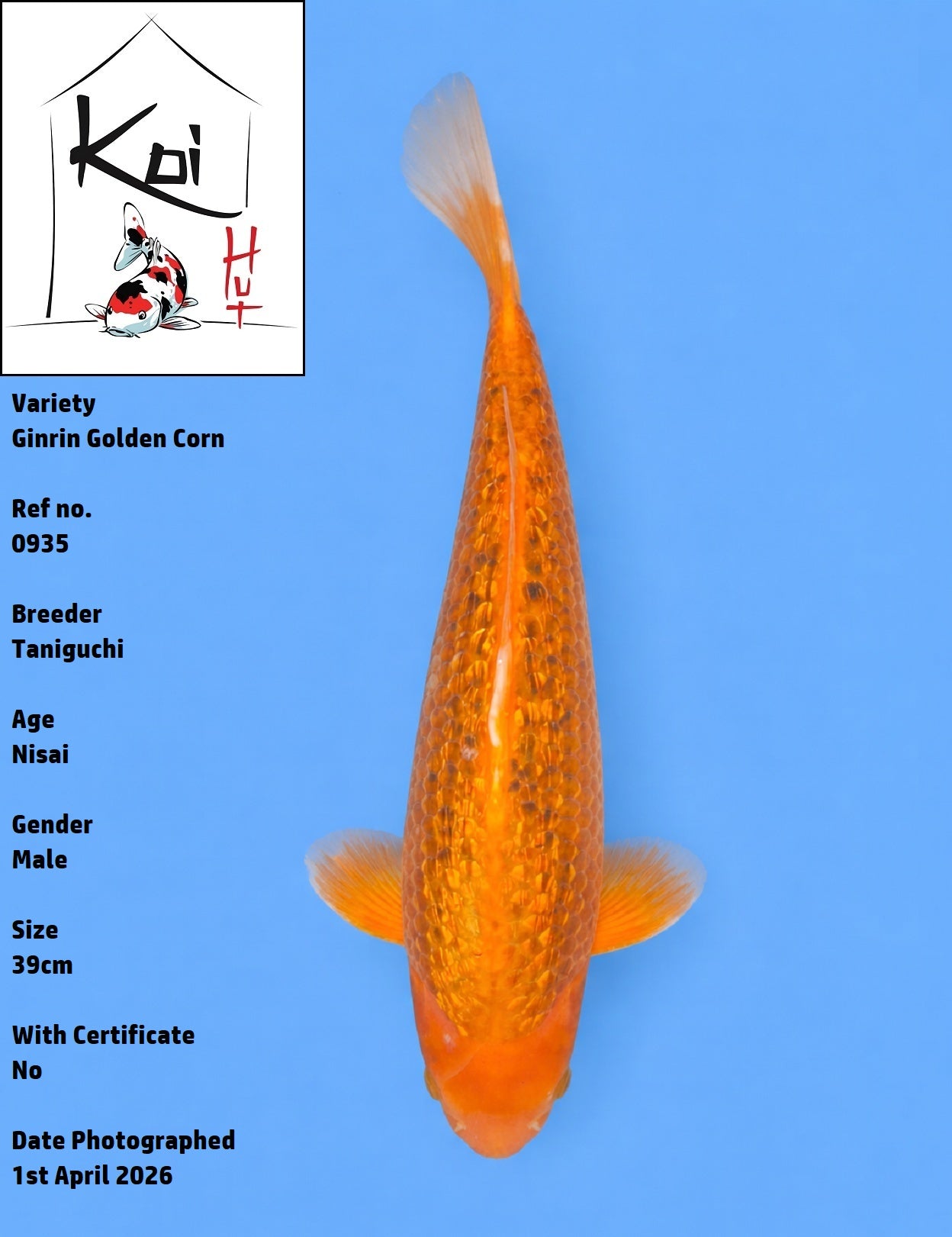 0935 - Ginrin Golden Corn [Taniguchi]