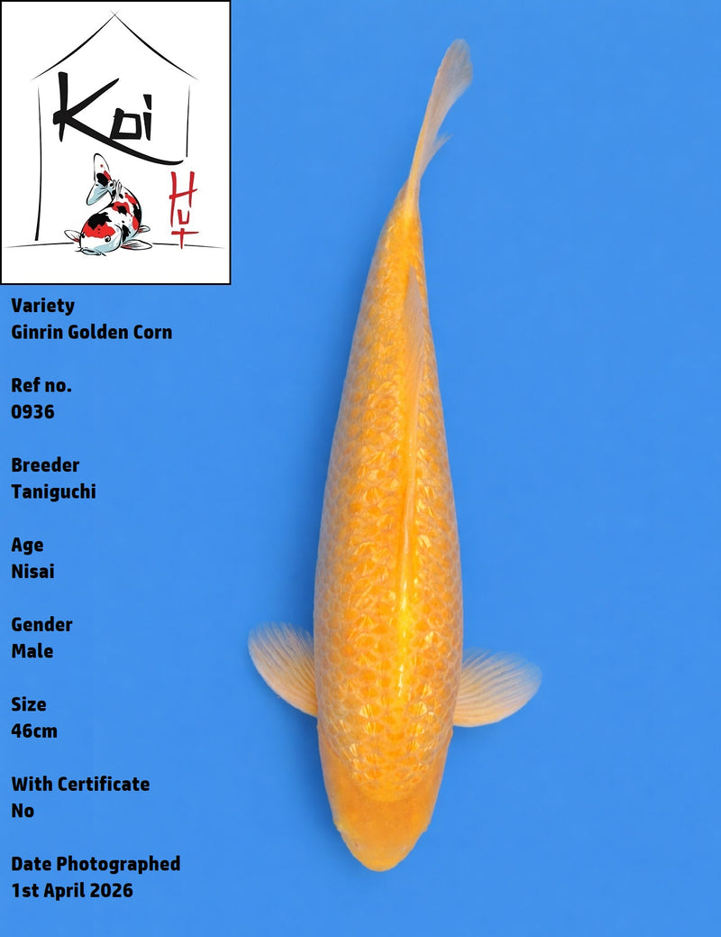 0936 - Ginrin Golden Corn [Taniguchi]