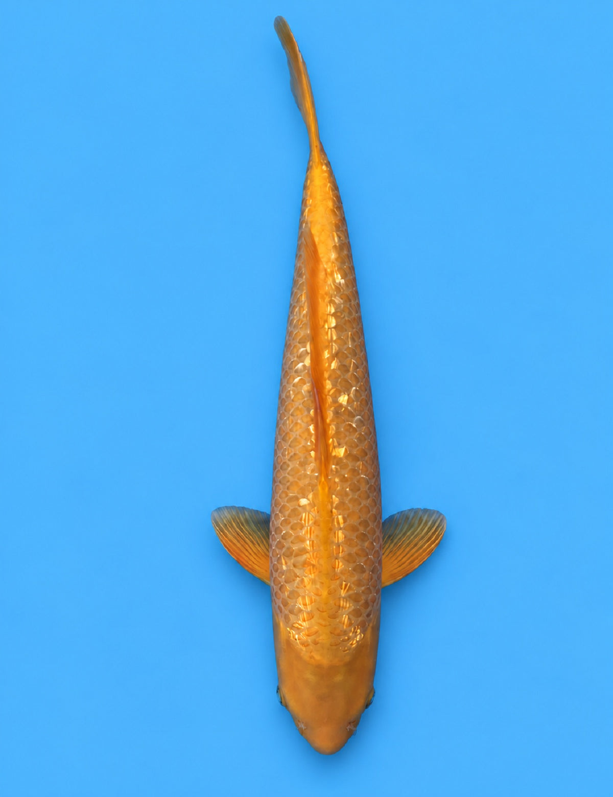 0937 - Ginrin Golden Corn [Taniguchi]