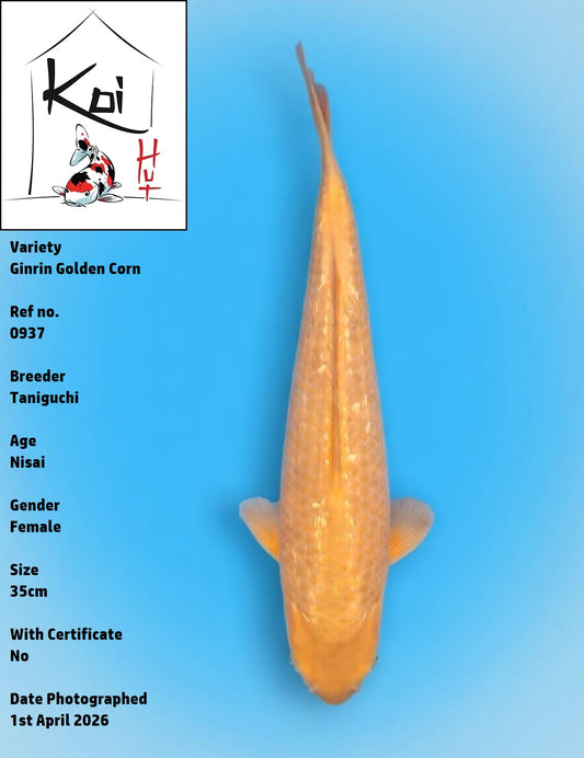 0937 - Ginrin Golden Corn [Taniguchi]