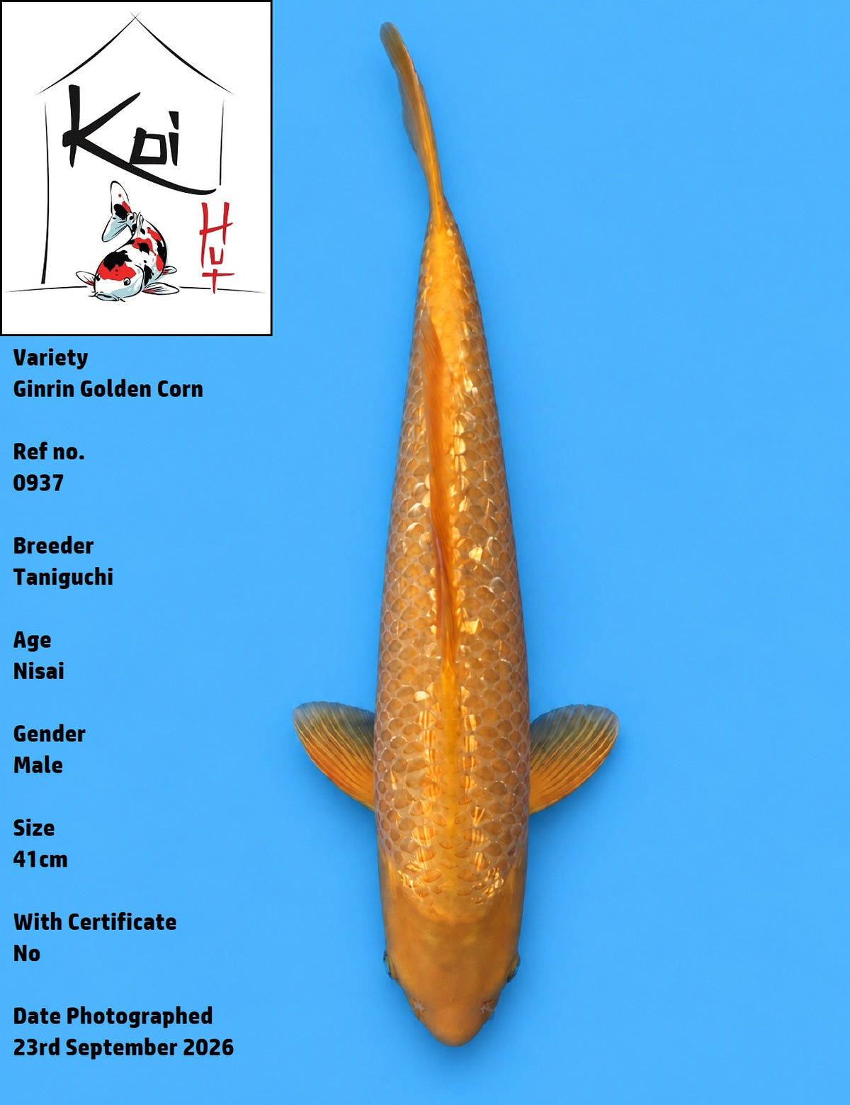 0937 - Ginrin Golden Corn [Taniguchi]