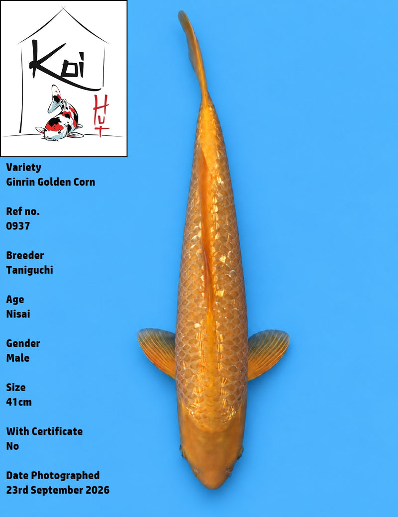 0937 - Ginrin Golden Corn [Taniguchi]