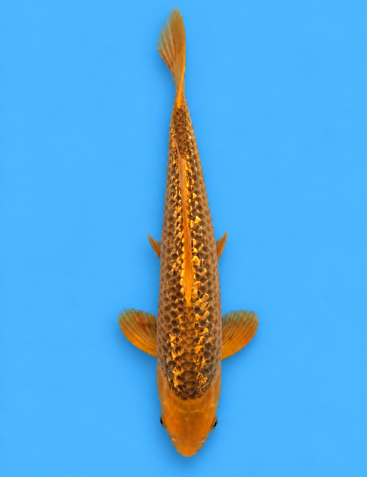 0938 - Ginrin Golden Corn [Taniguchi]