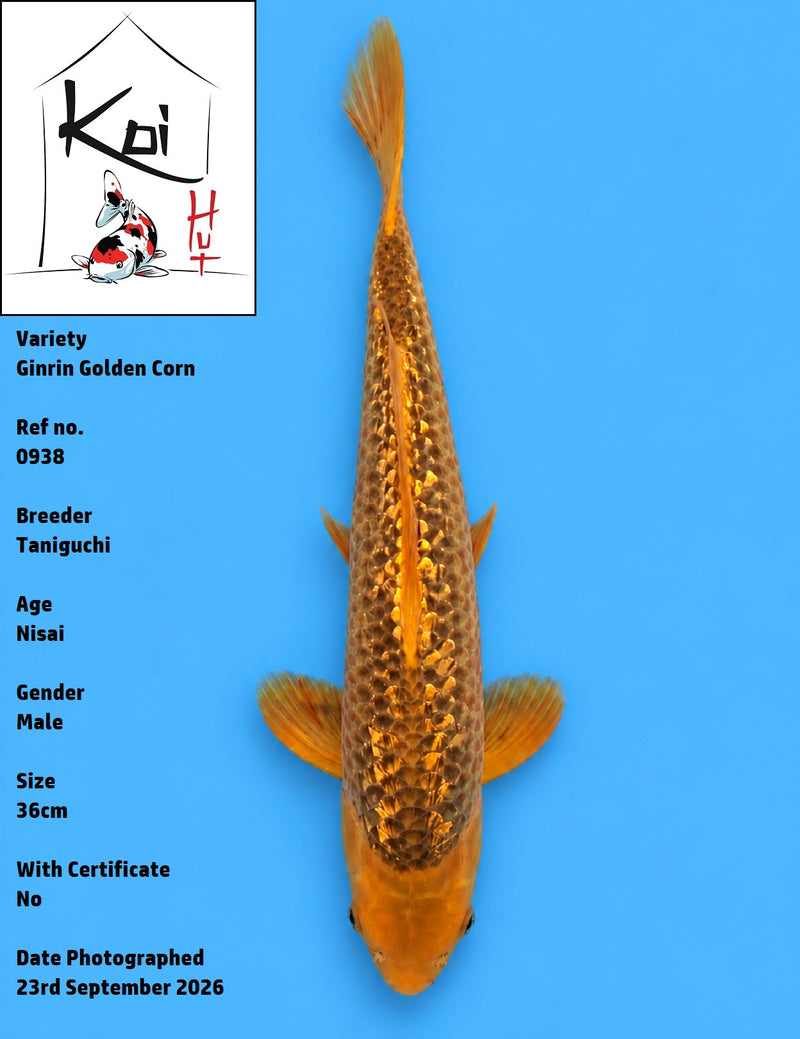 0938 - Ginrin Golden Corn [Taniguchi]