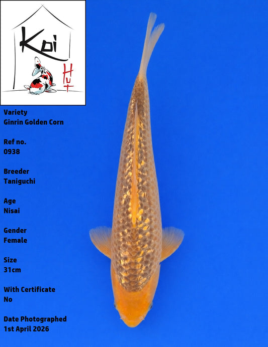0938 - Ginrin Golden Corn [Taniguchi]