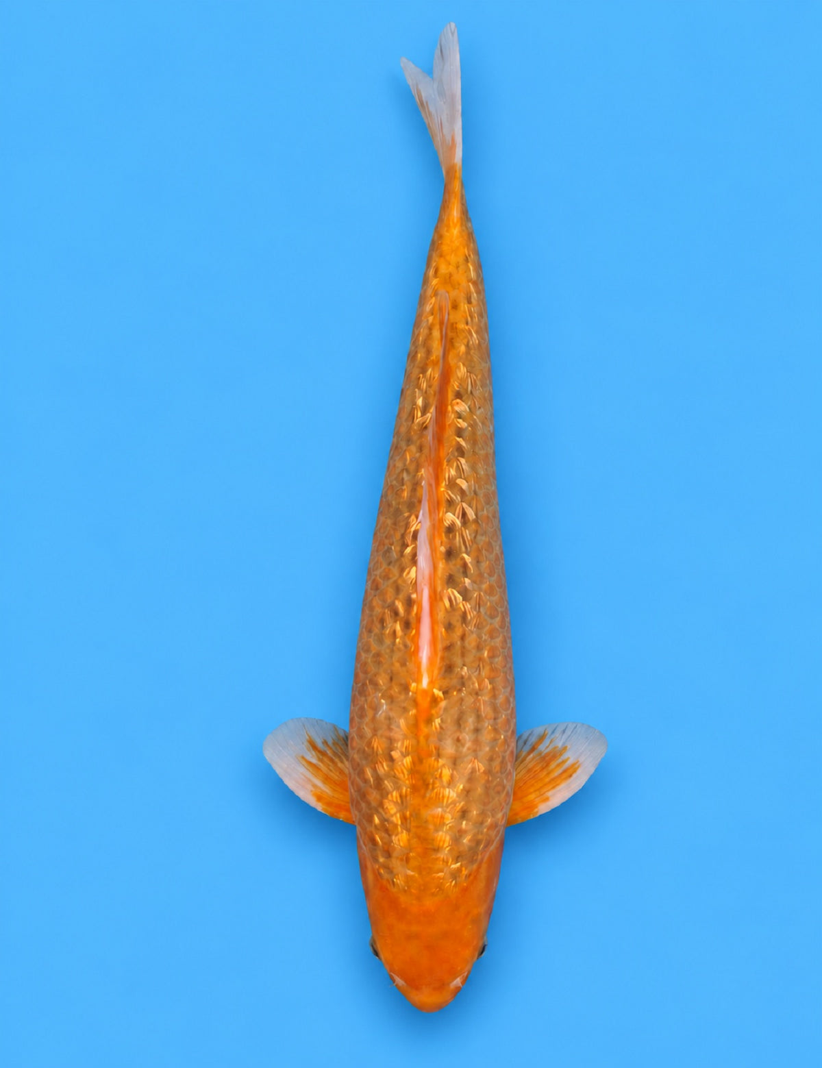 0939 - Ginrin Golden Corn [Taniguchi]