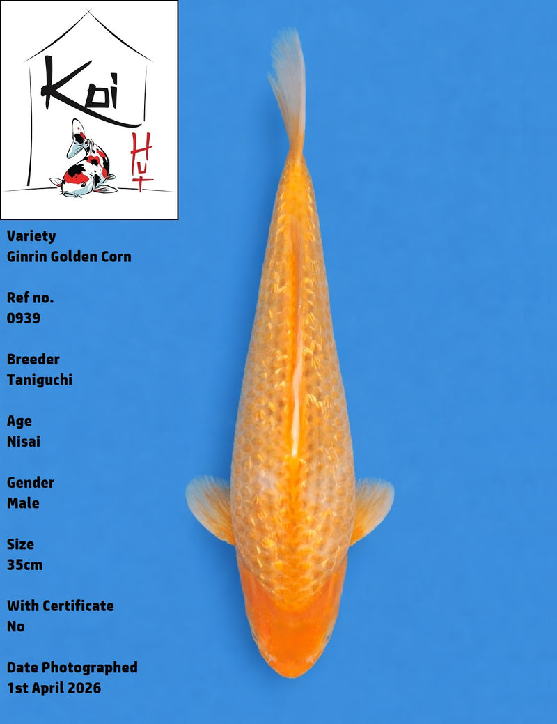 0939 - Ginrin Golden Corn [Taniguchi]
