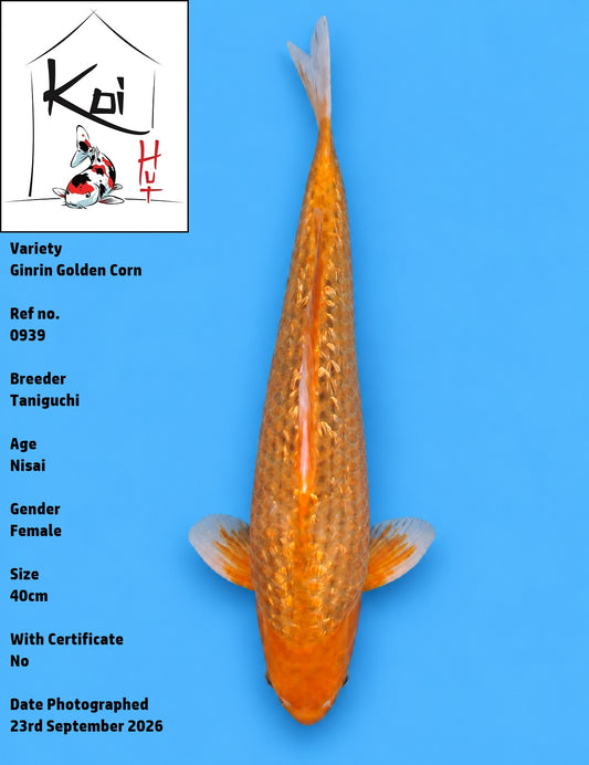 0939 - Ginrin Golden Corn [Taniguchi]