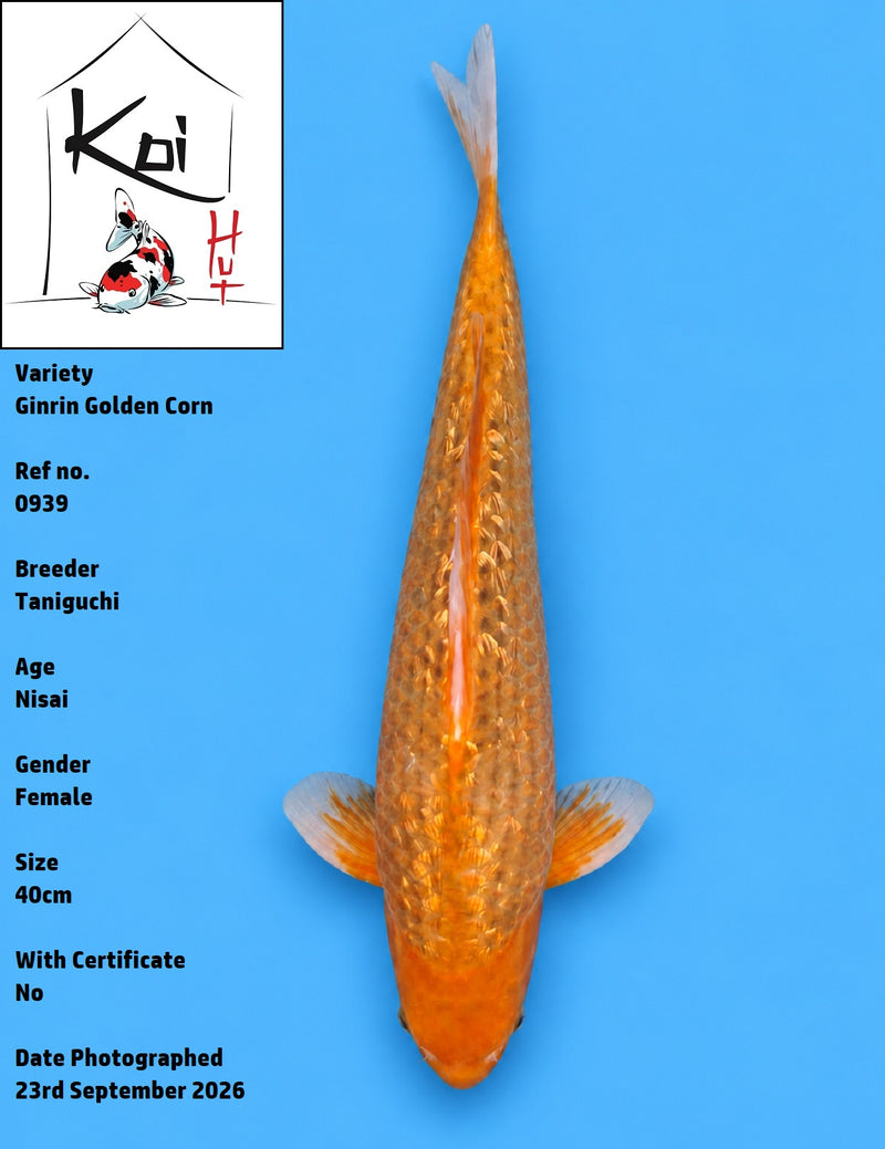 0939 - Ginrin Golden Corn [Taniguchi]