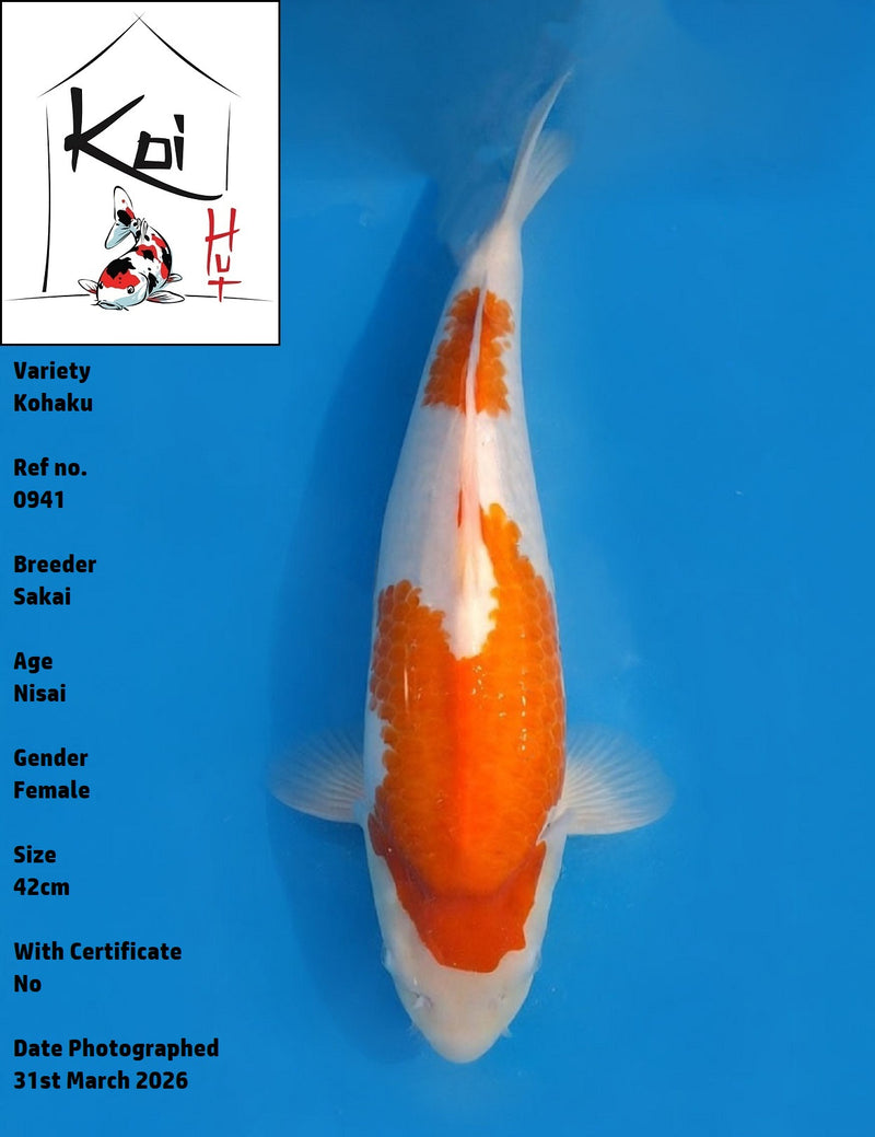 0941 - Kohaku [Sakai]