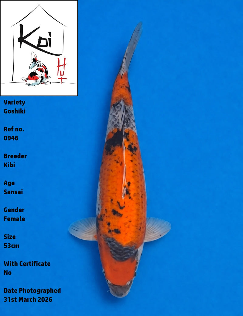 0946 - Goshiki [Kibi]