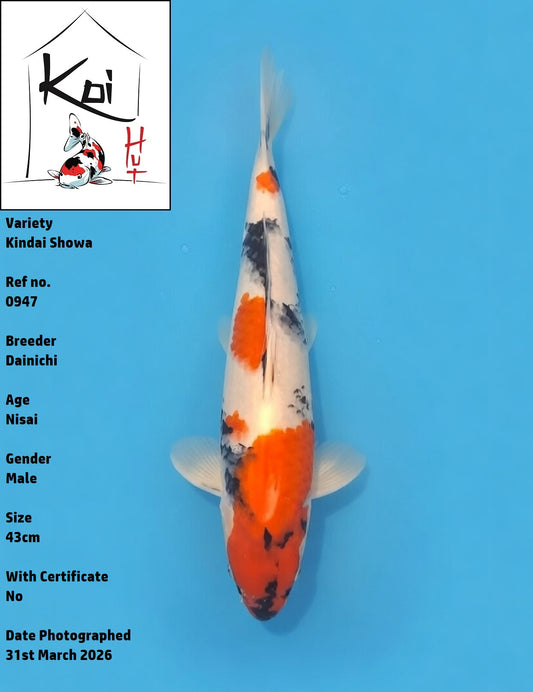 0947 - Kindai Showa [Dainichi]