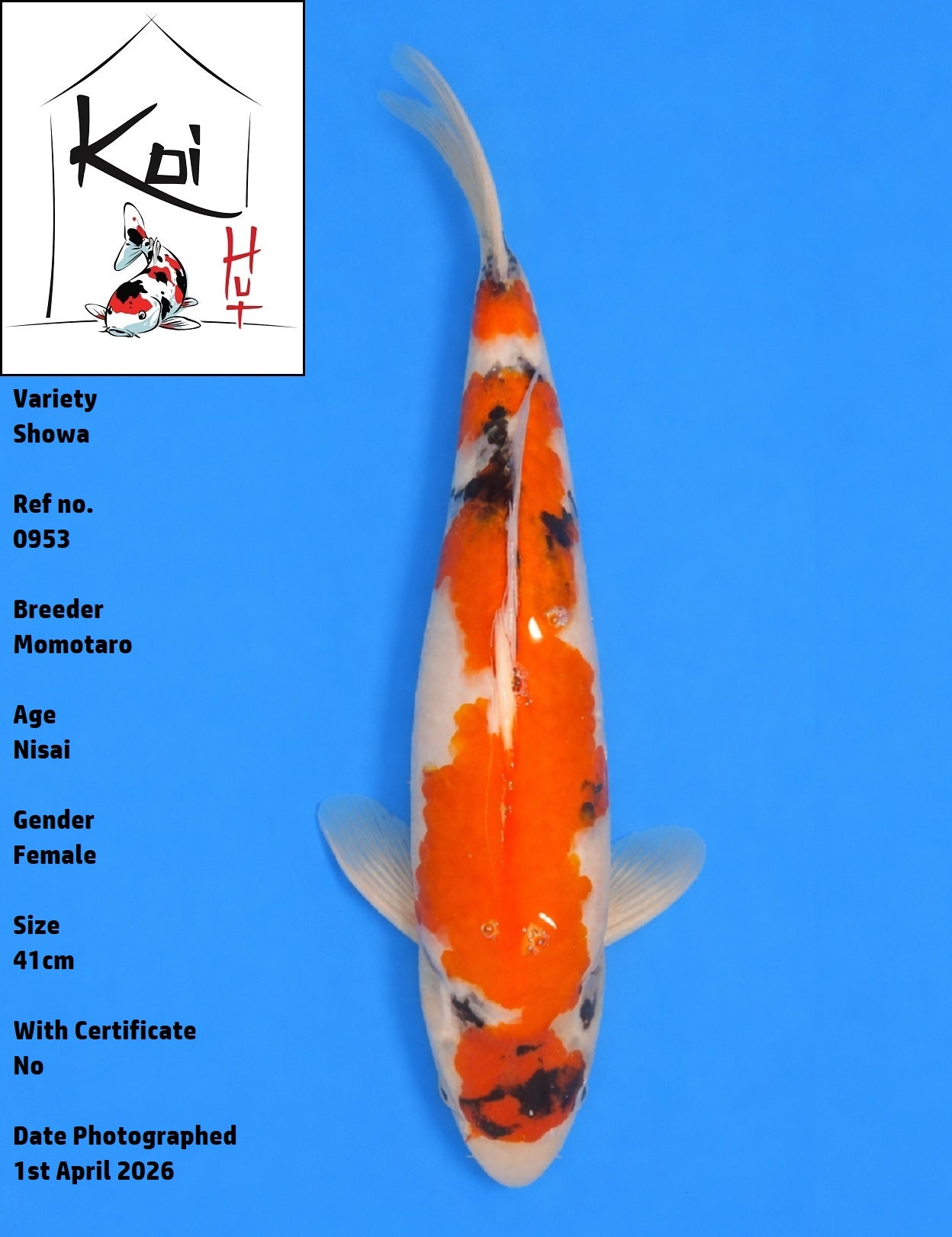 0953 - Showa [Momotaro]