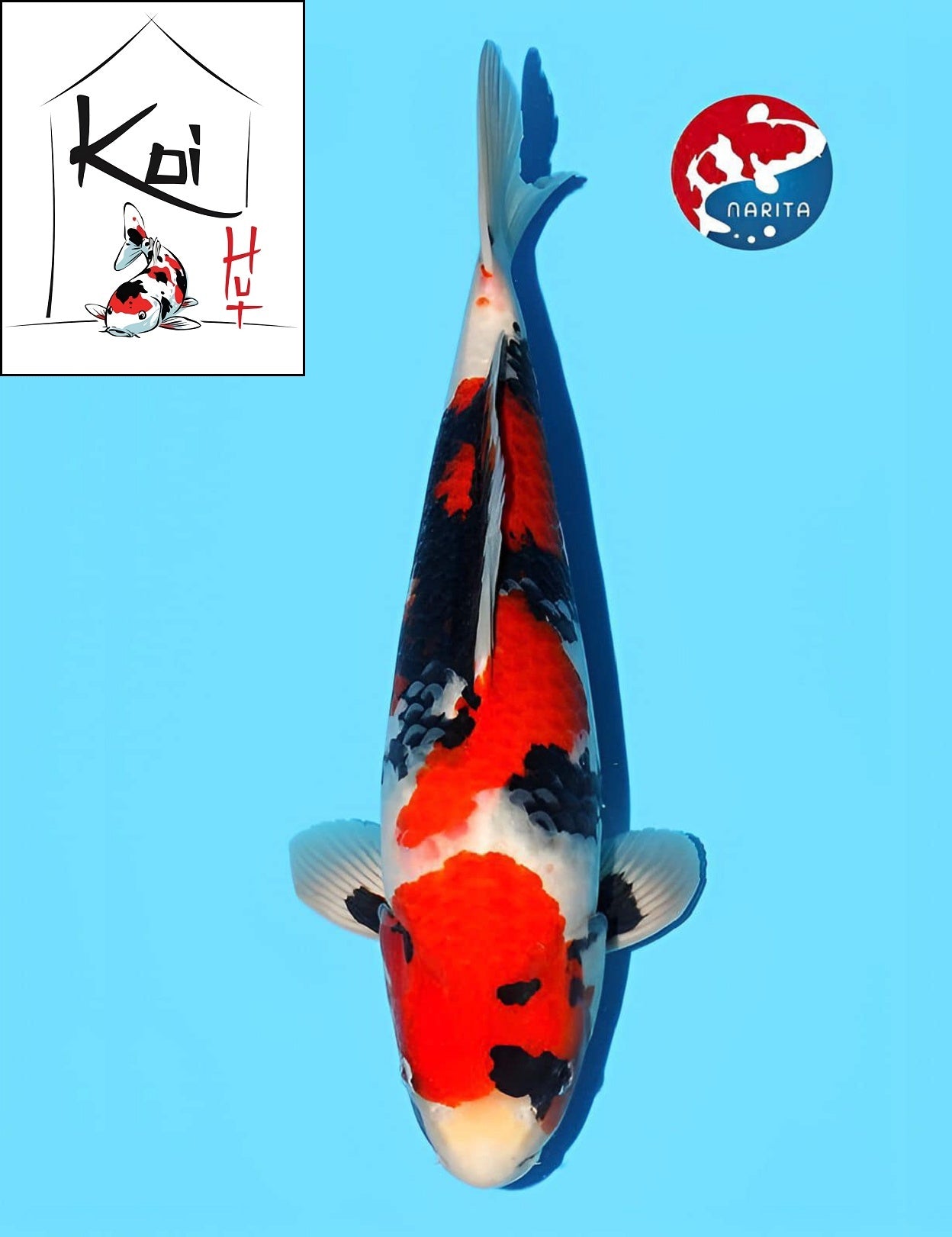 0954 - Showa [Dainichi]