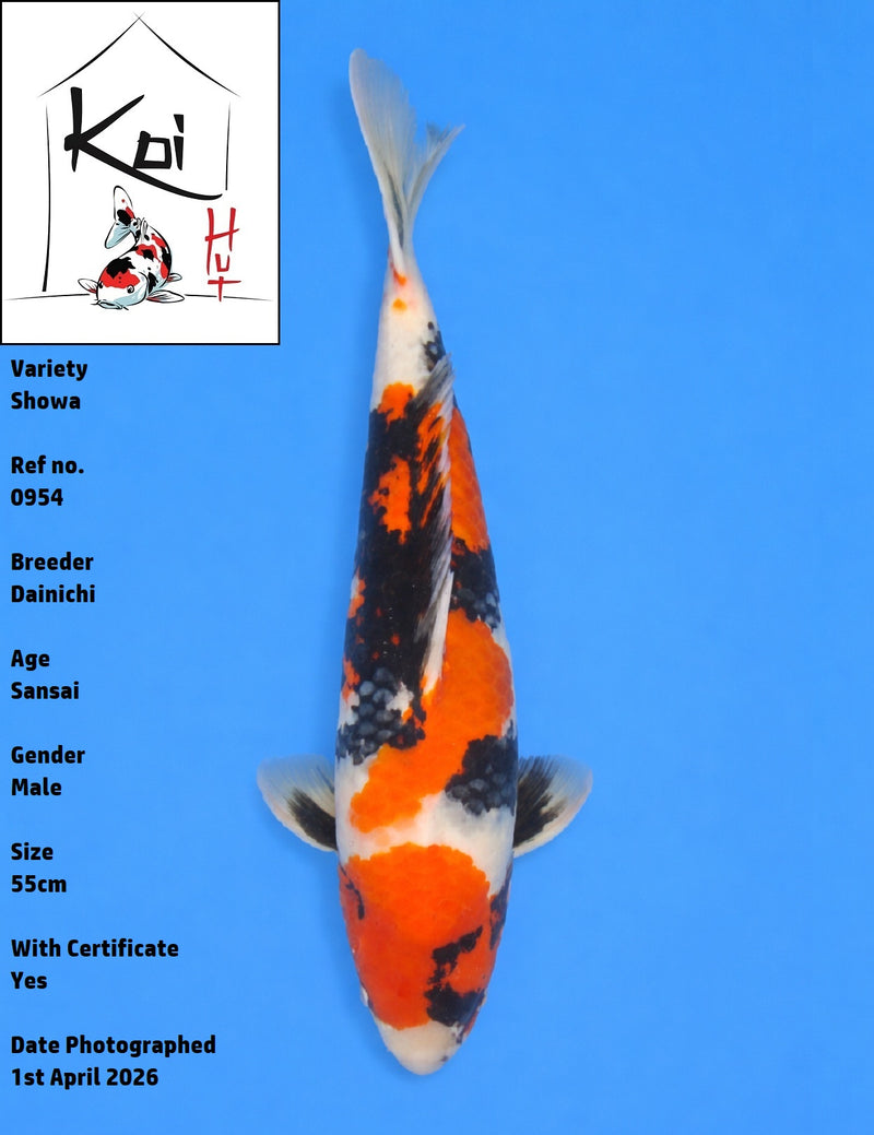 0954 - Showa [Dainichi]