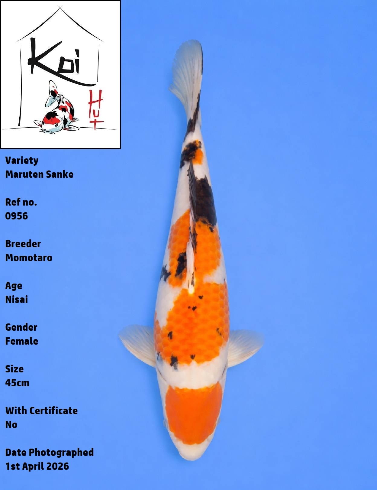 0956 - Maruten Sanke [Momotaro]