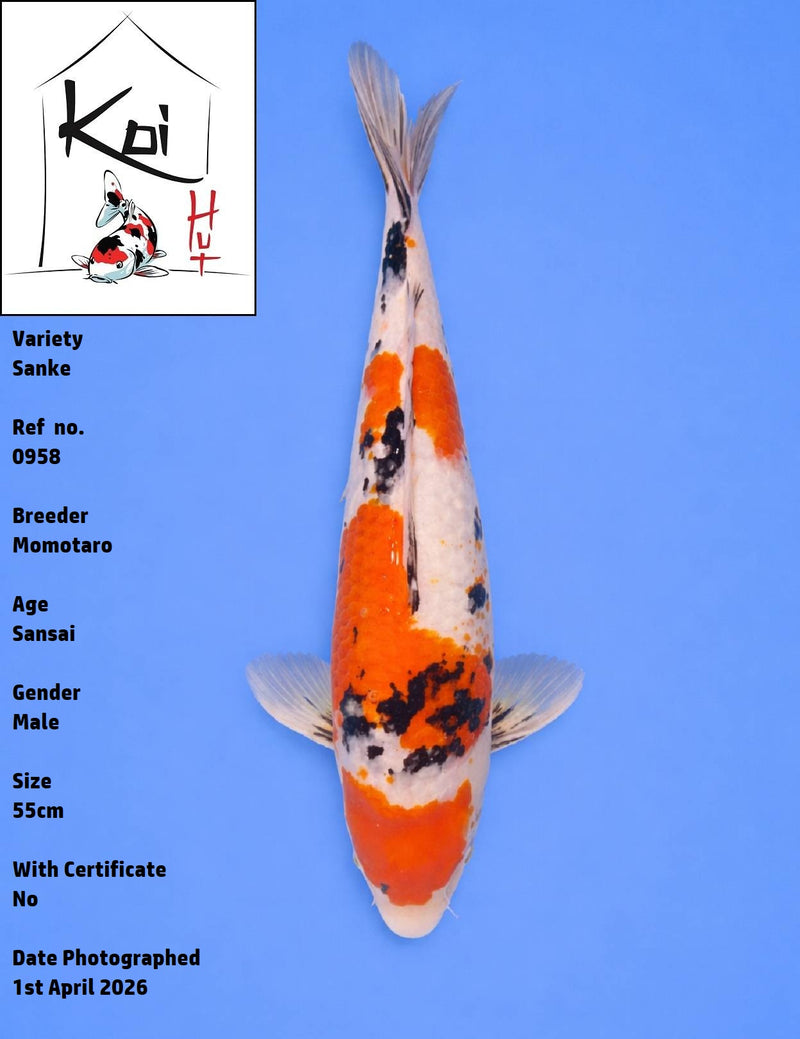 0958 - Sanke [Momotaro]