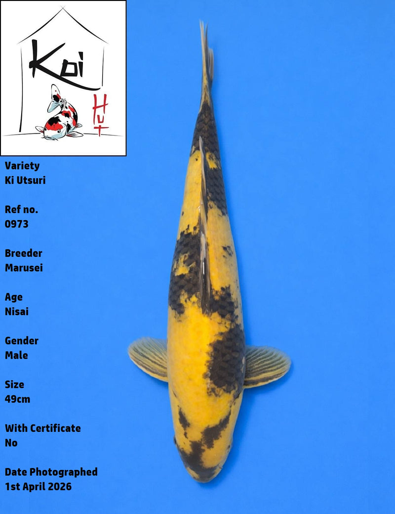 0973 - Ki Utsuri [Marusei]