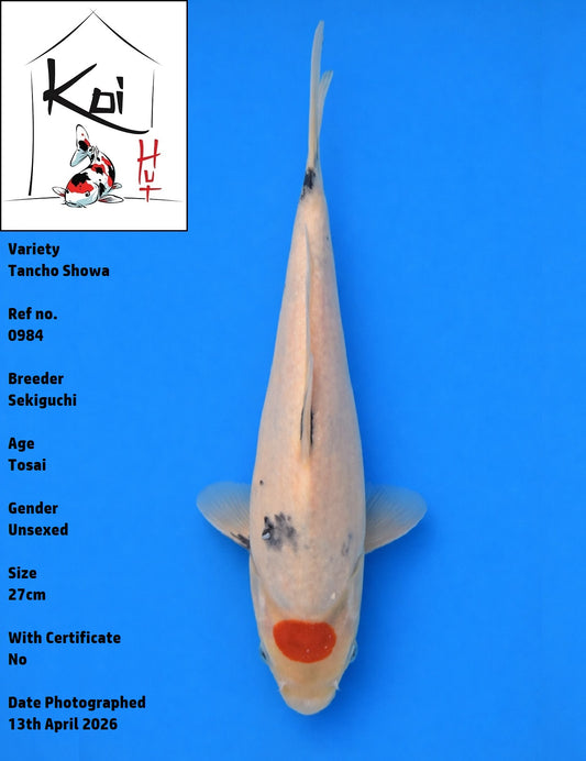 0984 - Tancho Showa [Sekiguchi]