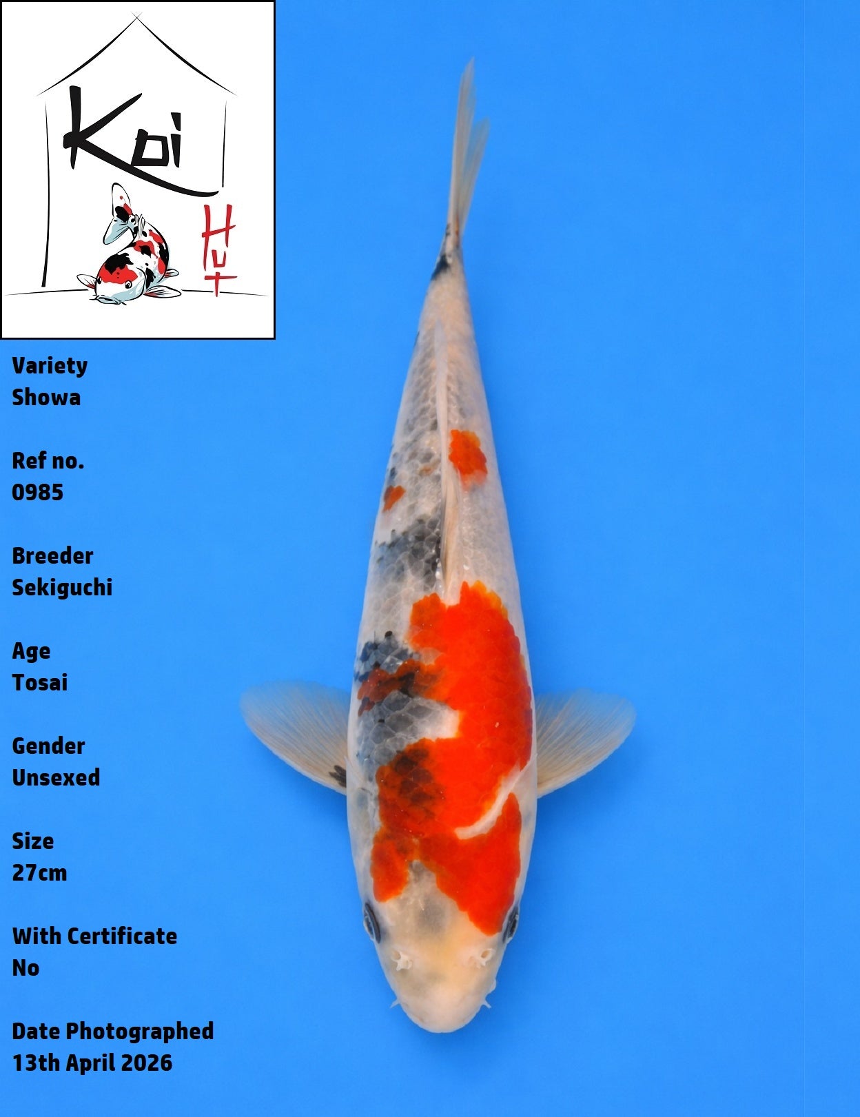 0985 - Showa [Sekiguchi]