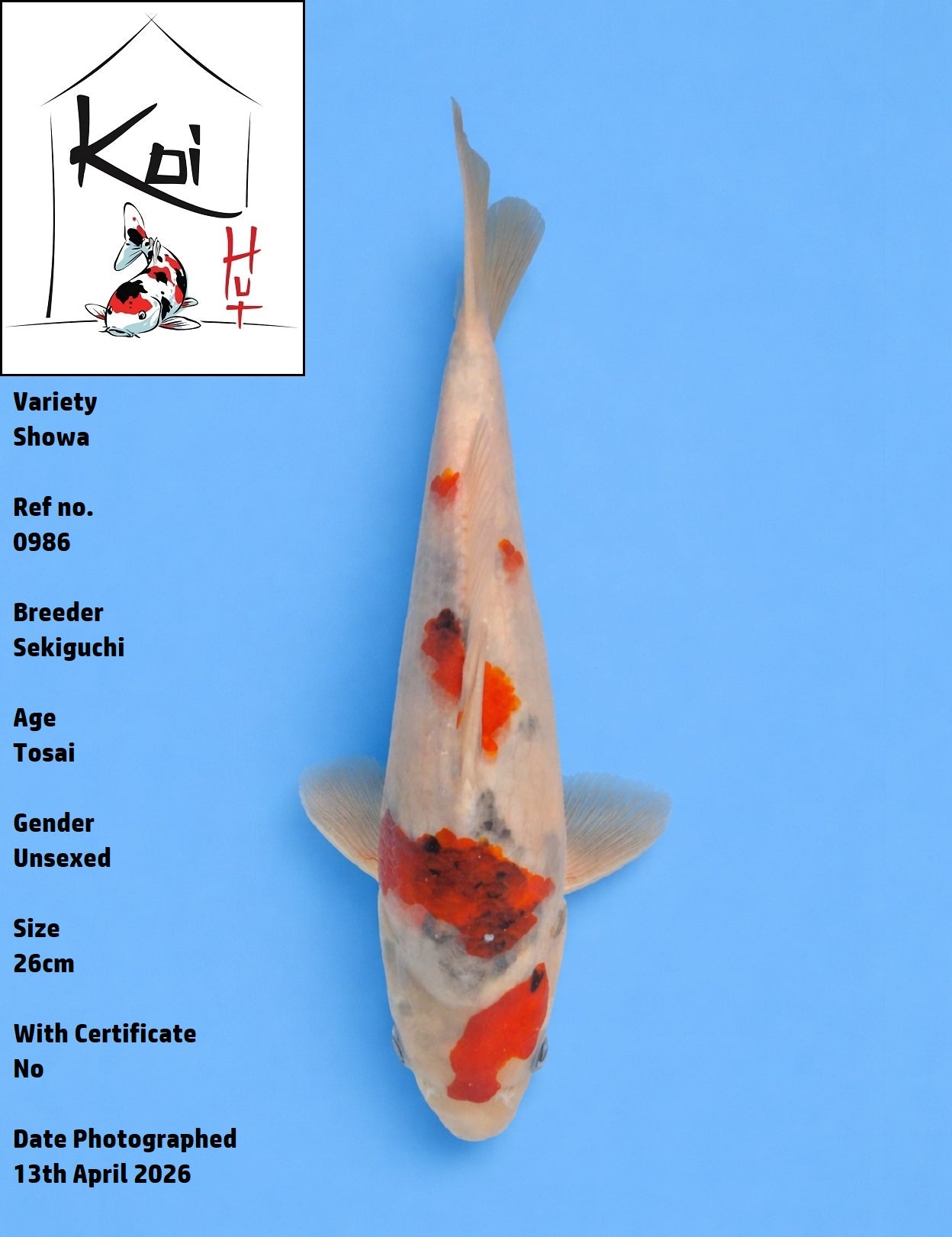 0986 - Showa [Sekiguchi]