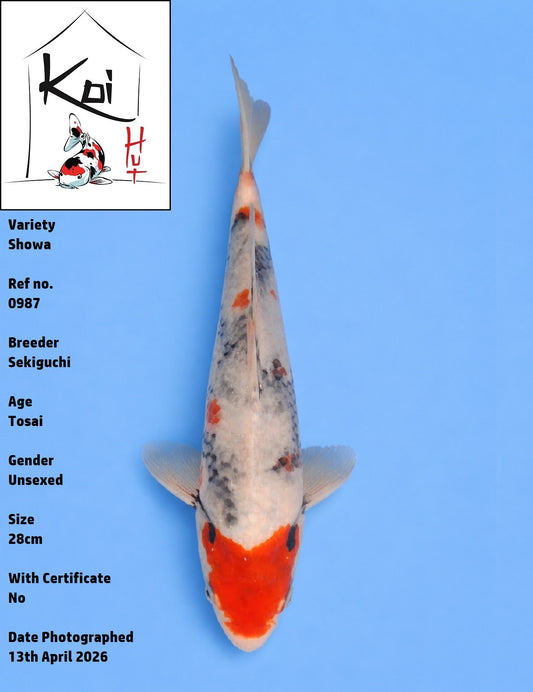 0987 - Showa [Sekiguchi]