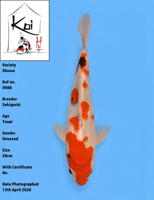 0988 - Showa [Sekiguchi]