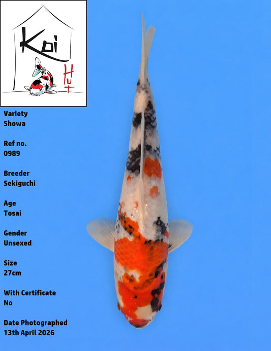 0989 - Showa [Sekiguchi]