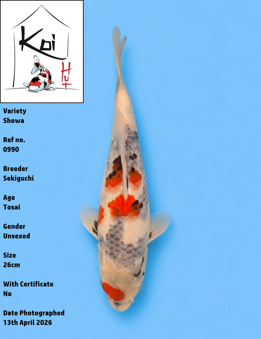 0990 - Showa [Sekiguchi]