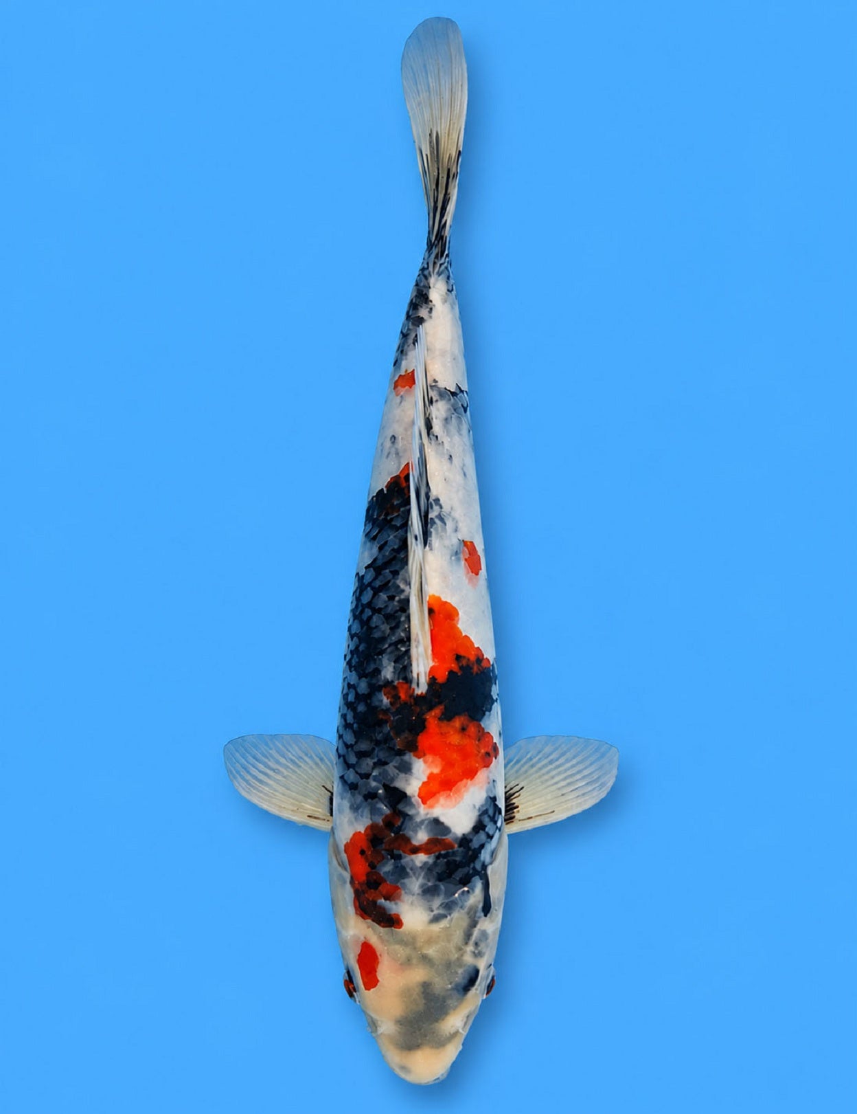 0991 - Showa [Sekiguchi]