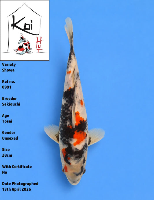 0991 - Showa [Sekiguchi]