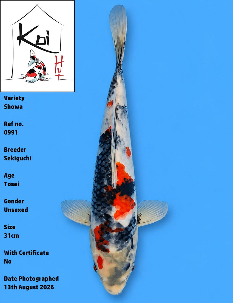 0991 - Showa [Sekiguchi]