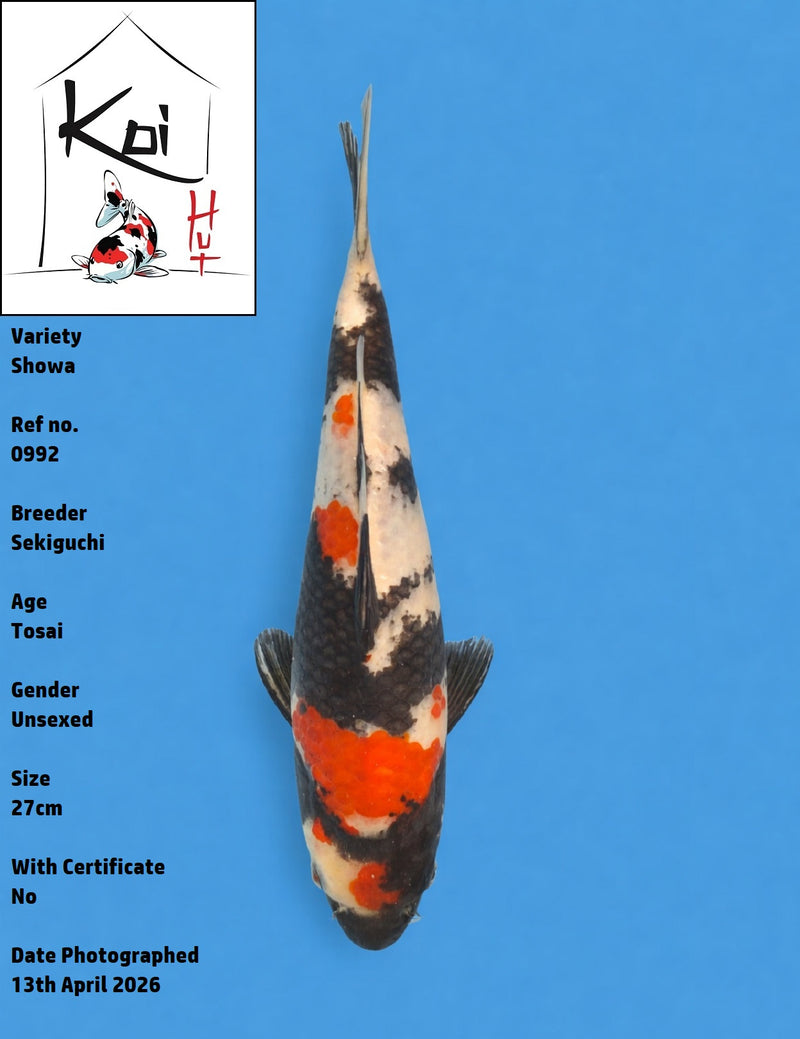 0992 - Showa [Sekiguchi]