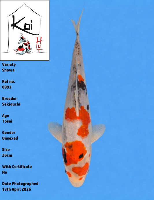 0993 - Showa [Sekiguchi]