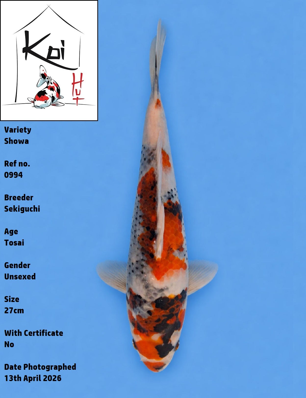 0994 - Showa [Sekiguchi]