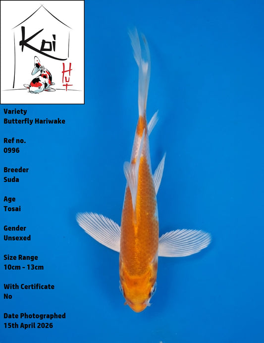 0996- Butterfly Hariwake [Suda]