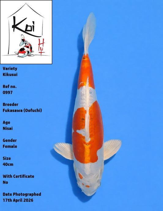 0997 - Kikusui [Fukasawa]