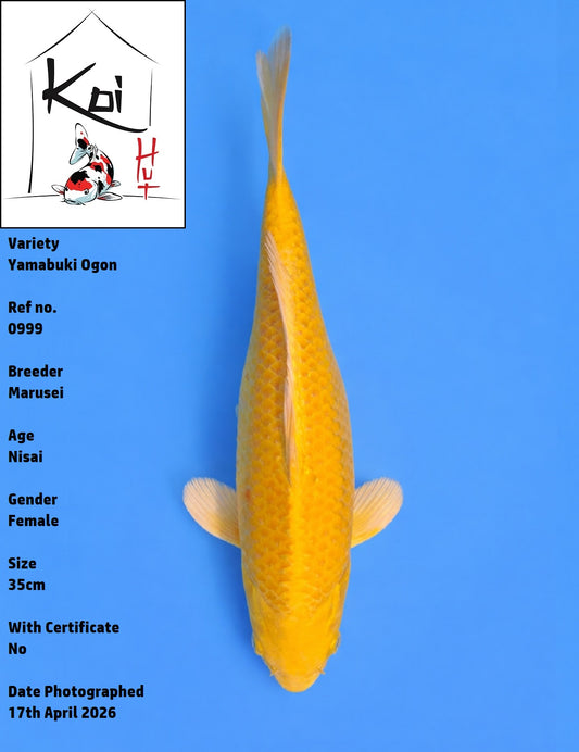 0999 - Yamabuki Ogon [Marusei]