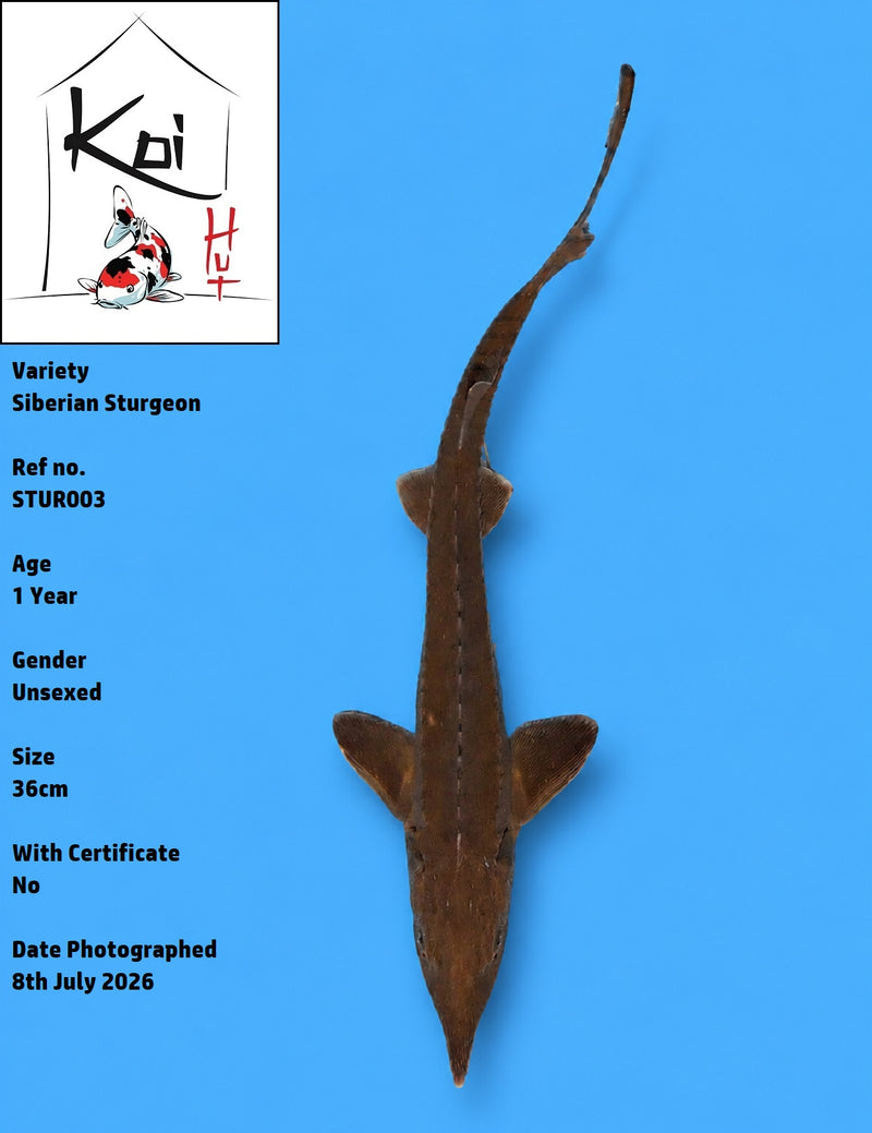 STUR003 - Siberian Sturgeon