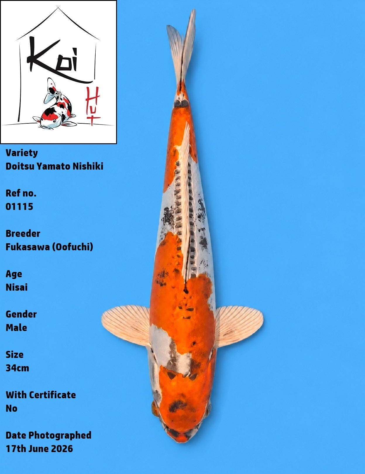 01115 - Doitsu Yamato Nishiki [Fukasawa]