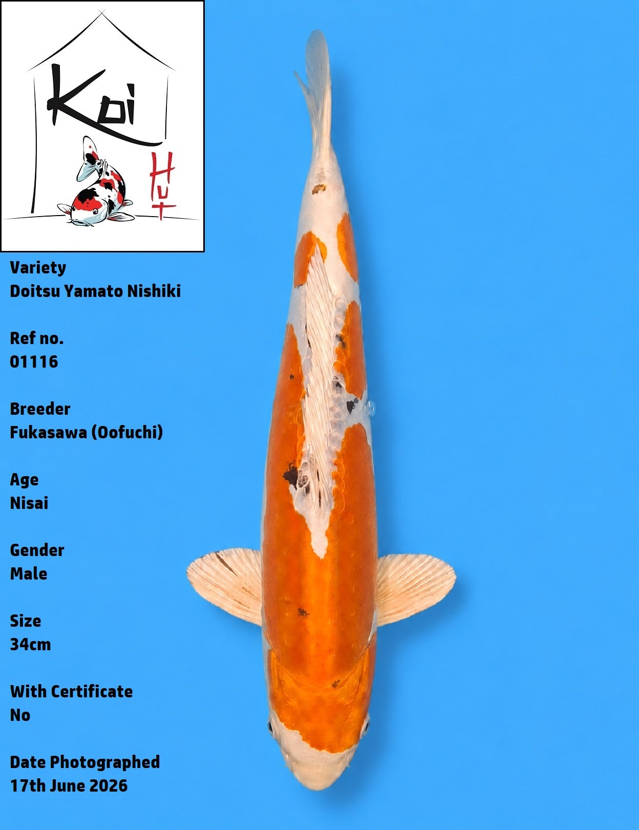 01116 - Doitsu Yamato Nishiki [Fukasawa]
