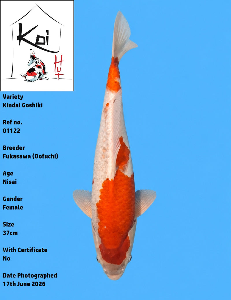 01122 - Kindai Goshiki [Fukasawa]