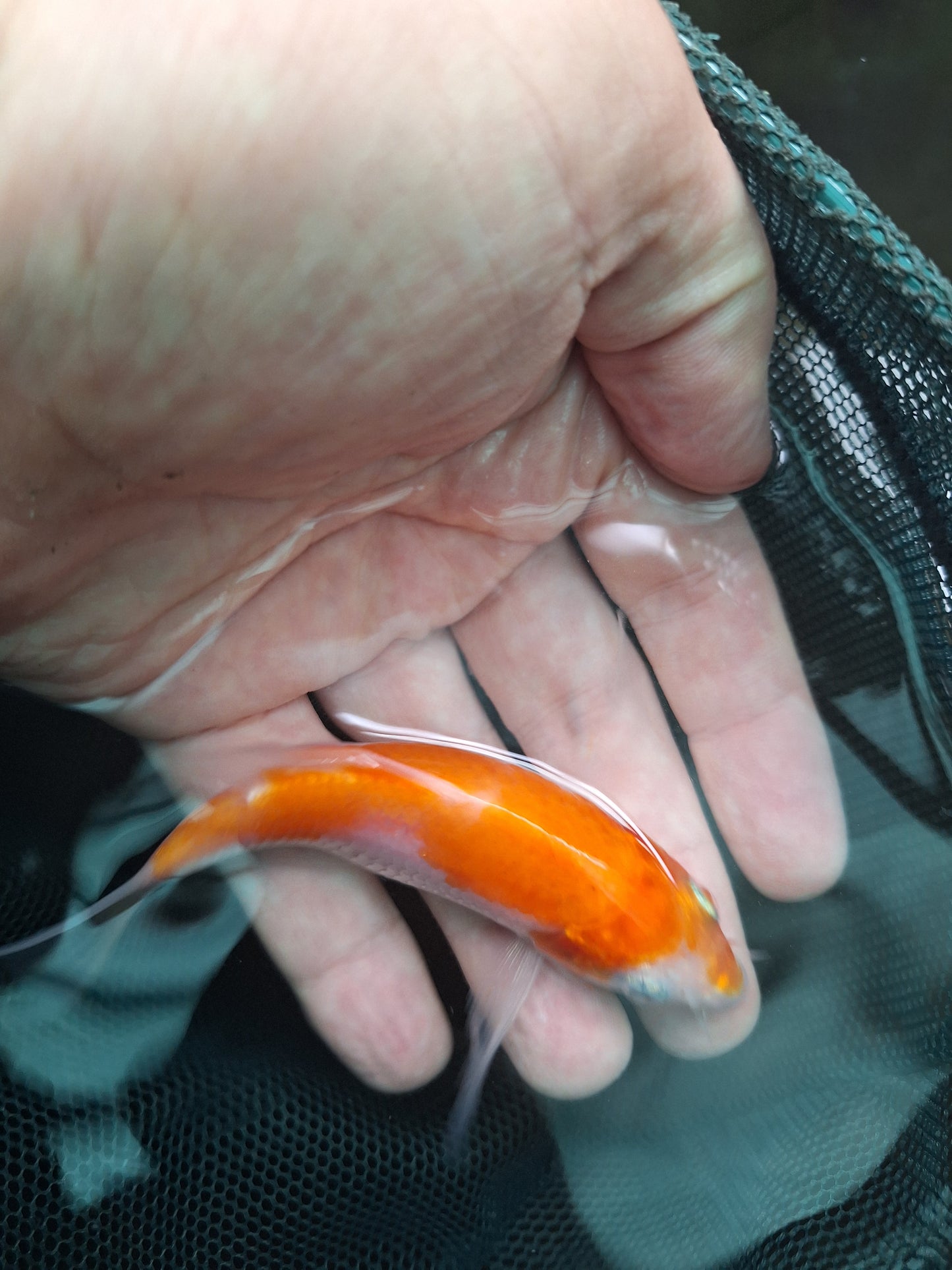 0101 - Tosai Koi Carp Mix 7cm - 10cm