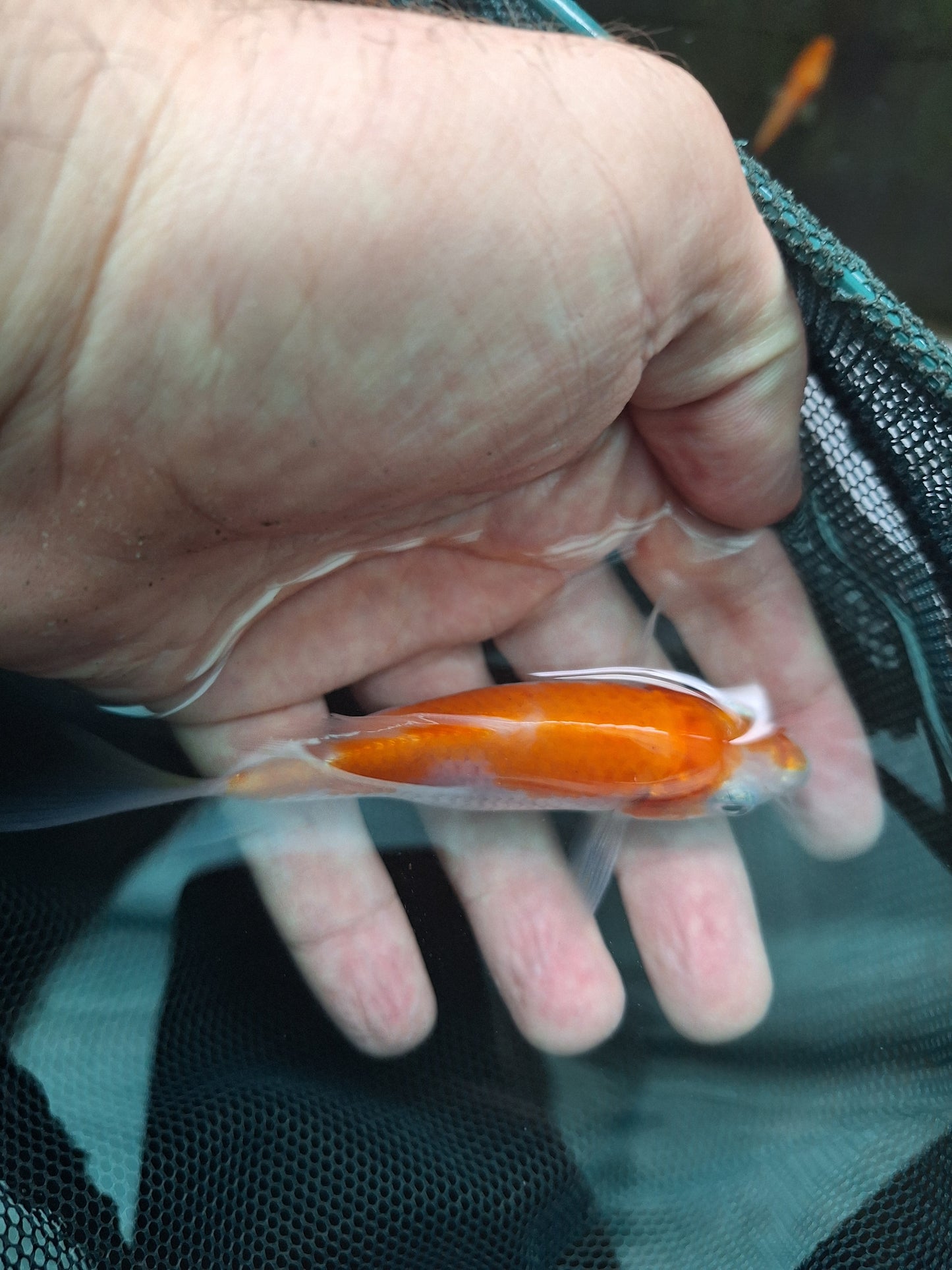 0101 - Tosai Koi Carp Mix 7cm - 10cm